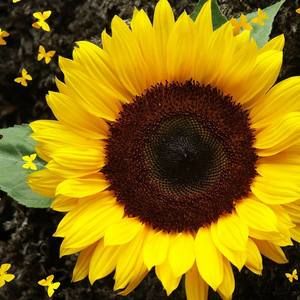 Meet your Posher, Noemi